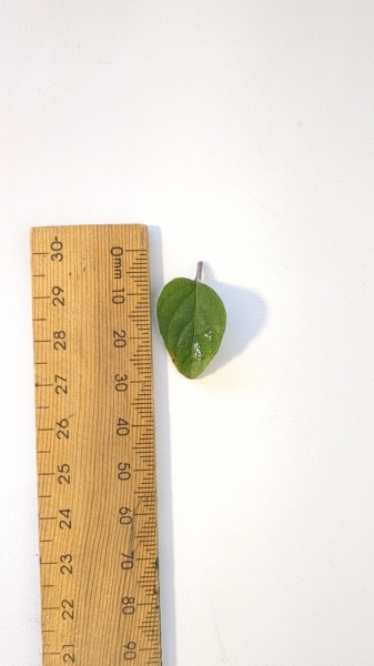 Leaf of the Oregano