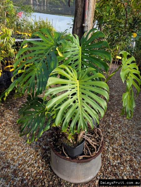 Monstera taking over our retail store