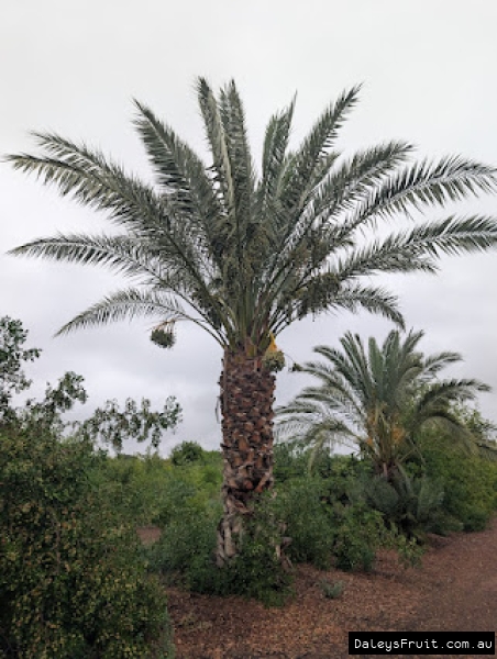 Honey Barhee Date palm with small crop