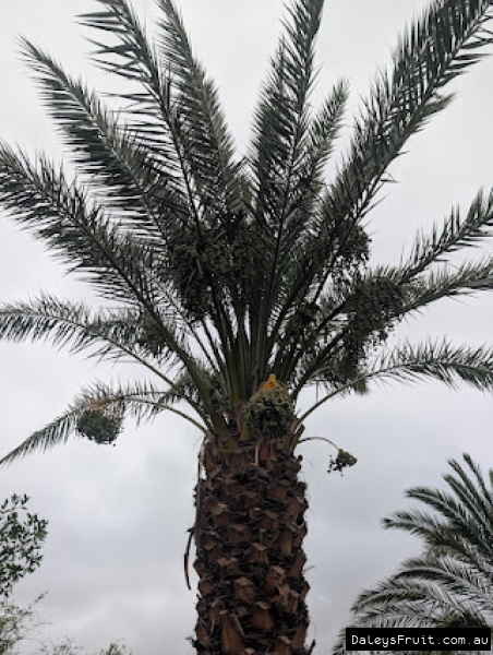 Honey Barhee Date palm with small crop