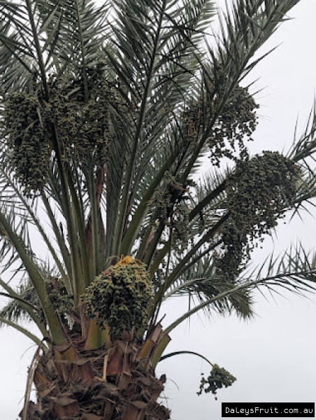 Honey Barhee Date palm with small crop, different age fruiting spikes