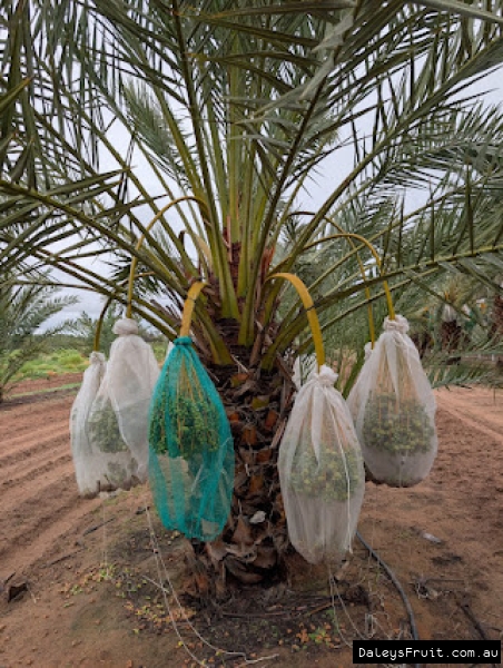 Honey Barhee about 6 years old with large low hanging bagged fruit