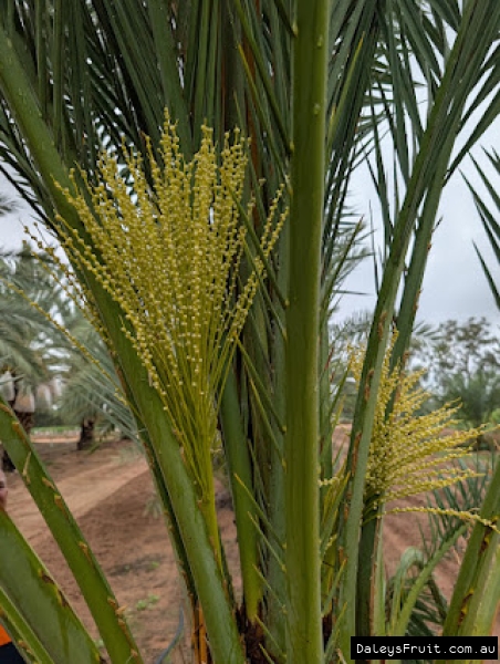 Honey barhee date with flower spikes developing ready for pollenation