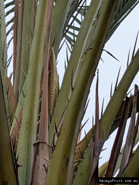 Small inflorecence emerging of a date palm