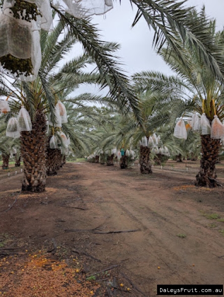 Well maintained date palm orchard in SA