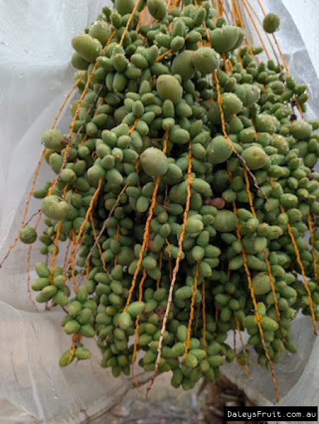 Large fruit developing amidst unpollinated smaller triplets inside a bagged bunch of Dates.
