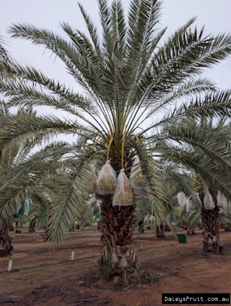 Mature Barhee Date palm with fruit ready to havest showing potential of a full size tree