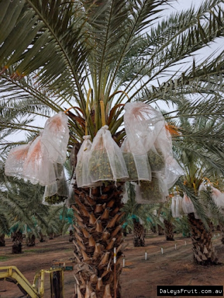 Tree with many bags showing how much a single palm can produce when well pollinated