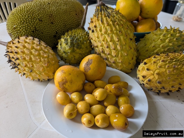 Display plate of honey barhee amid other yellow fruit