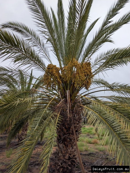 Khadrawy Date Palm frutiing well in South Australia Riverland