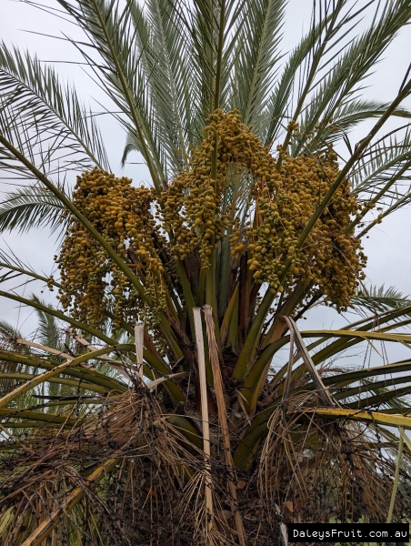 Khadrawy Date Palm frutiing well in South Australia Riverland