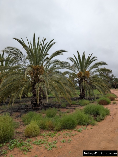 Khadrawy Date Palm frutiing well in South Australia Riverland
