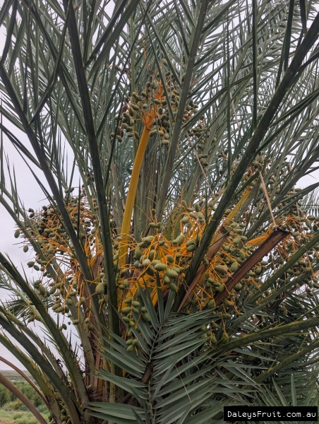 Sparse crop on Medjool date palm in SA