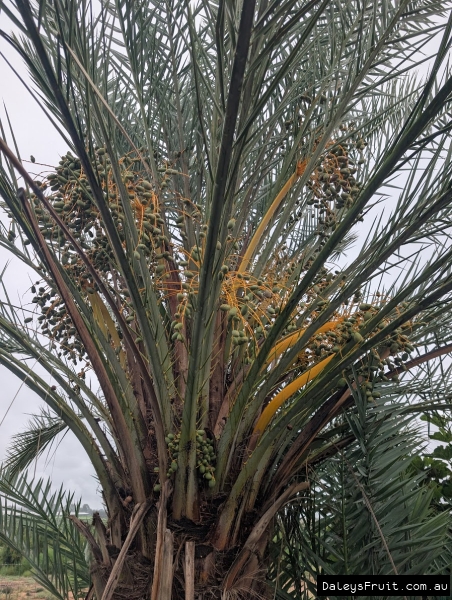 Sparse crop on Medjool date palm in SA