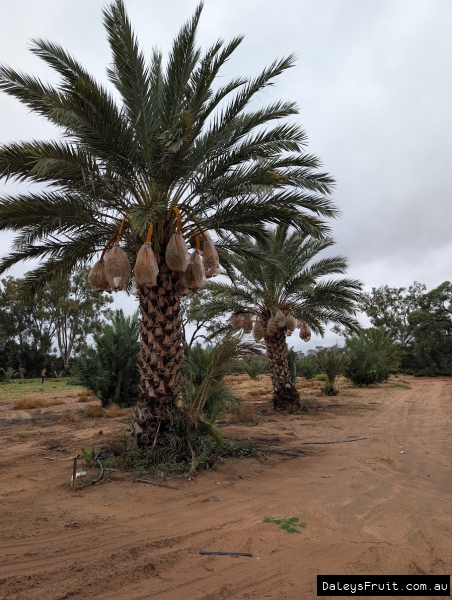 A heavy crop of Medjool Dates baggeed for wildlife protection in SA Riverland region
