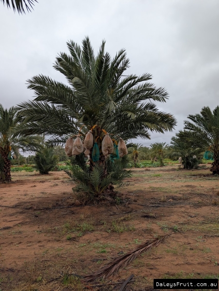 Medjool Date Palm frutiing well in South Australia Riverland
