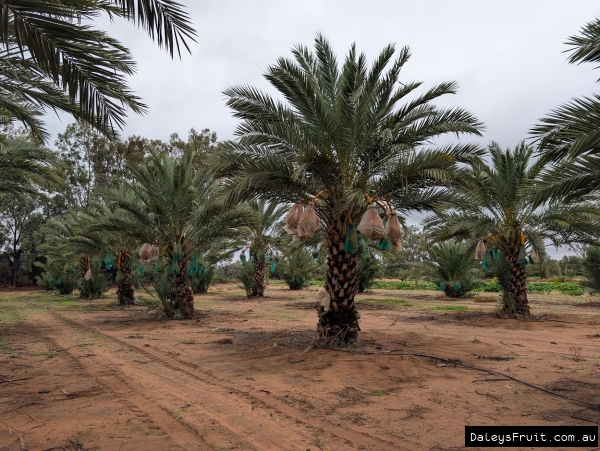 Medjool Date Palm frutiing well in South Australia Riverland