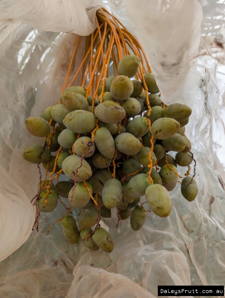Medjool Date Palm frutiing well in South Australia Riverland