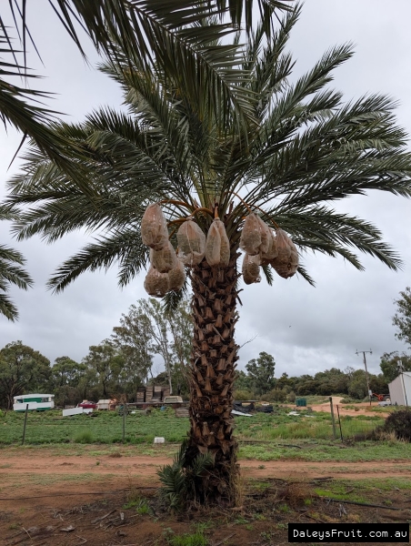 Medjool Date Palm frutiing well in South Australia Riverland