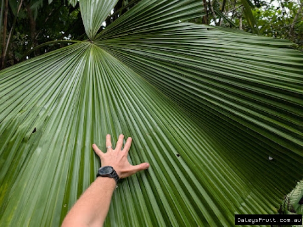 Fan Palm massive leaves in FNQ