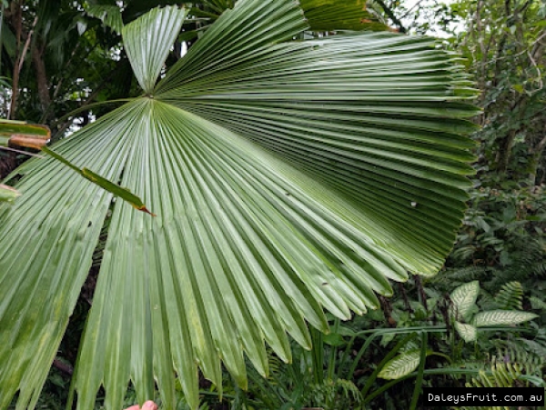 Fan Palm massive leaves in FNQ