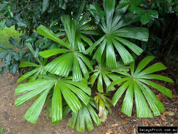 Young Fan palms in FNQ