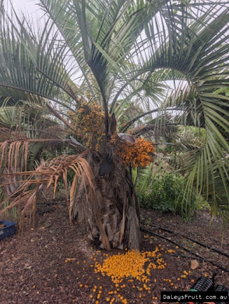 Loaded and prolific Jelly palms with great yield in Adelaide region