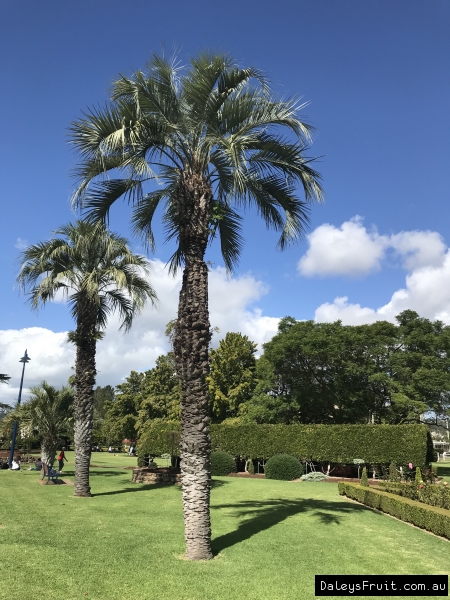 Jelly Palms growing in a display garden as feature plants