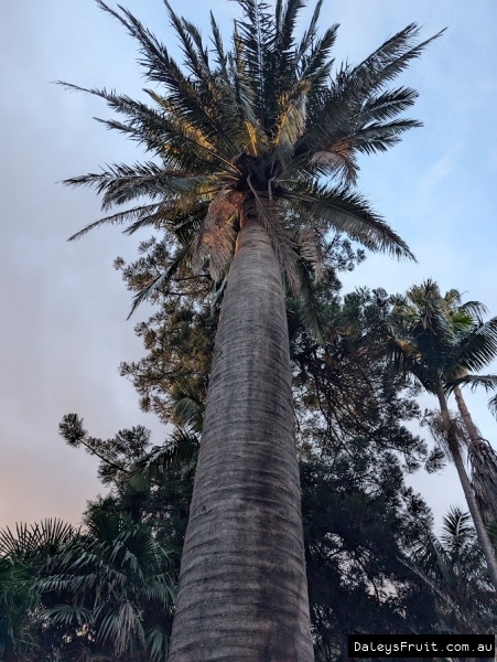 Jubaea chilensis, Chilean Wine Palm