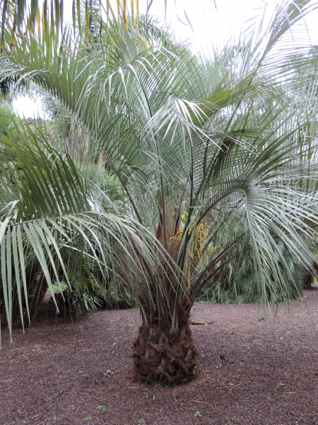 Palm Wooly Jelly Palm Butia eriospatha