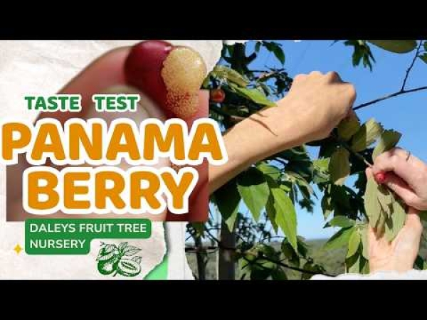 Video: Panama Berry Taste Test at Tropical Fruit World