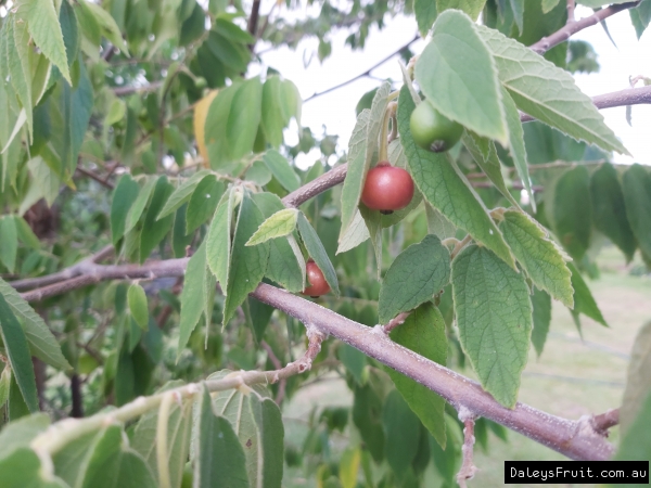 Panama Berry ripening on the tree ready to pick and taste like a lollie