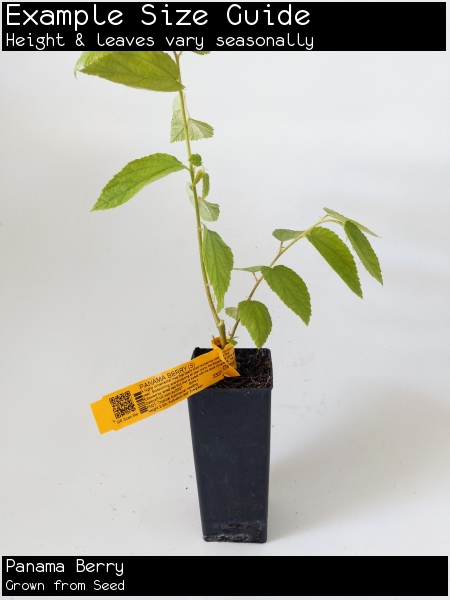 Panama Berry For Sale