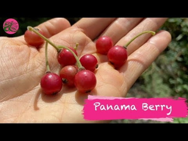 YouTube: Panama Berry Tastest Like Toffee