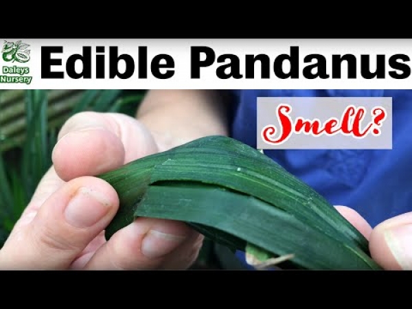 Edible Pandanus plants how they can be grown in subtropical climates to be used in cooking mains and deserts