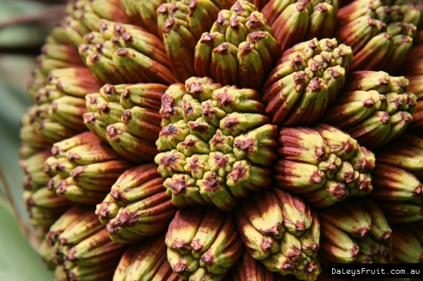 Close up of immature Pandanus Tectorius fruit