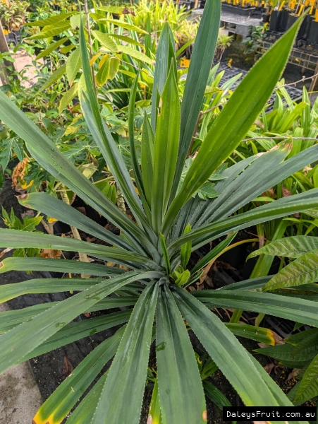 Red Fruited Pandanus showing whorl of fresh green spiky leaves