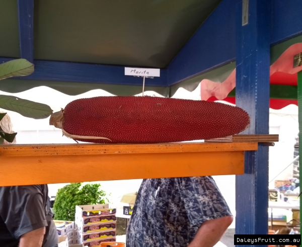 Red Fruited Pandanus in a Rare Fruit Display in Cairns