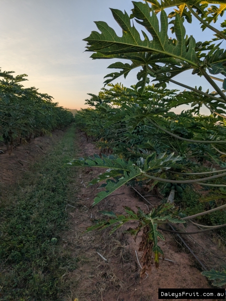 Skybury Papaya Farm with green trees in neat rows in full fruit at 2m high