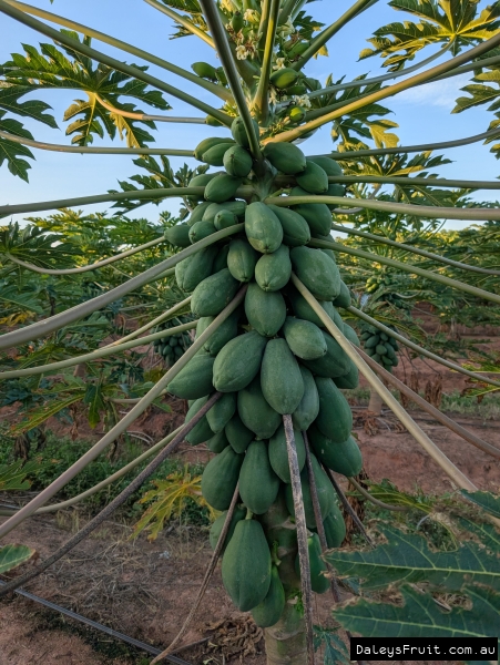 Skybury Papaya Farm Trees in full fruit in neat rows at 2m high