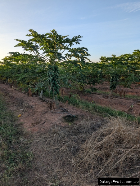 Skybury Papaya Farm Trees in full fruit in neat rows at 2m high