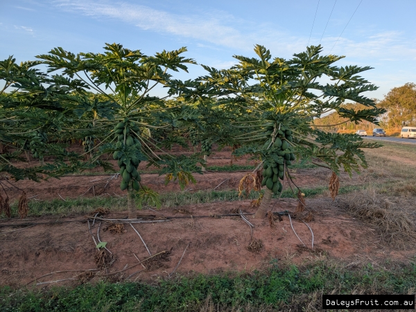 Skybury Papaya Farm Trees in full fruit in neat rows at 2m high
