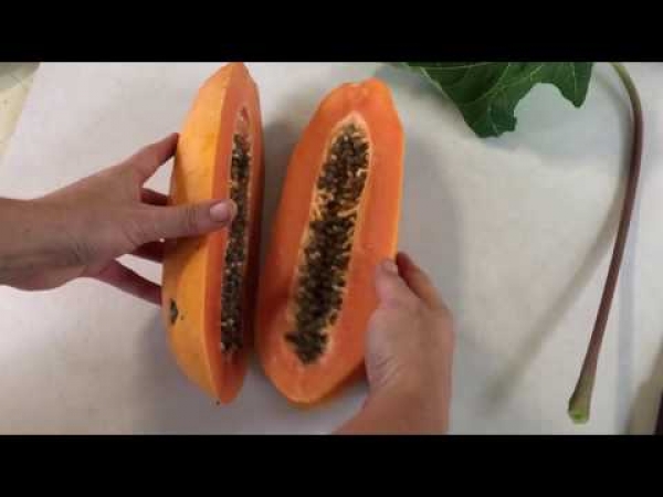Growing Papaya Broad Leaf Fruit Trees