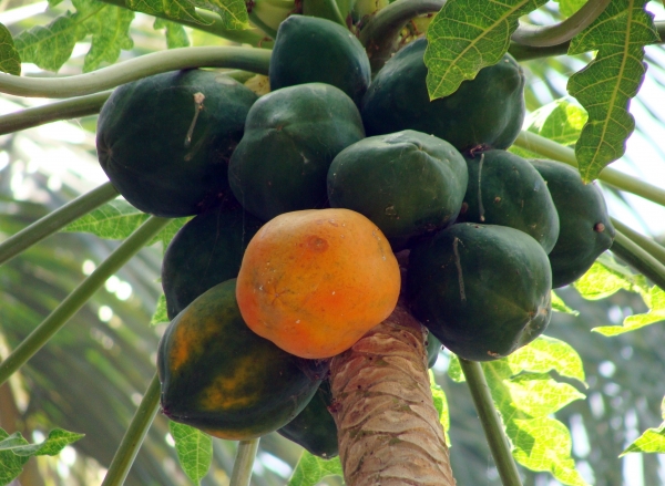 Papaya Fruit on Tree