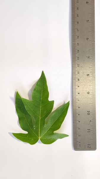 Leaf of the Papaya - Red Army