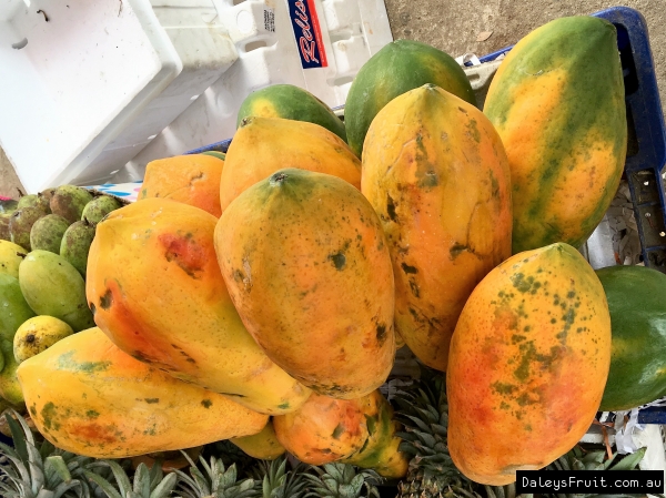 Sri Lankan Red Papaya