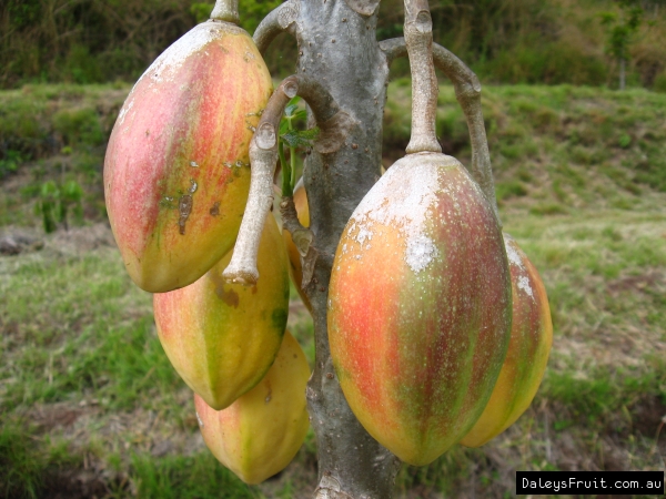 papayuelo fruit