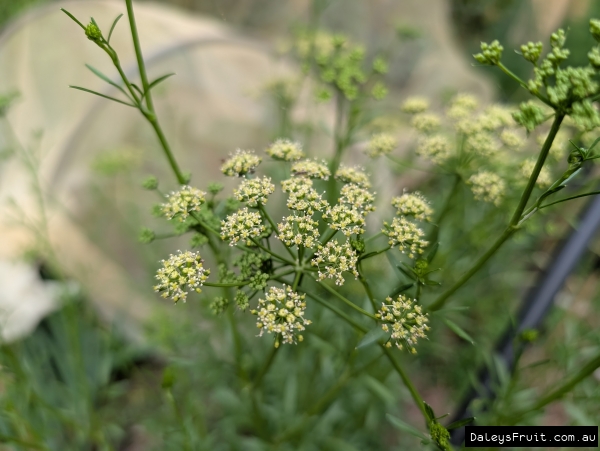 Flat Leaf Italian Parsley flowers