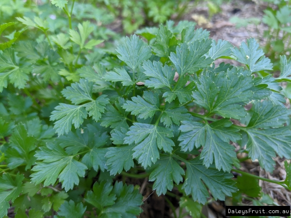 Italian parsley being grown in clumps in a feature garden in the display orchard in Southbank Epicurious gardens