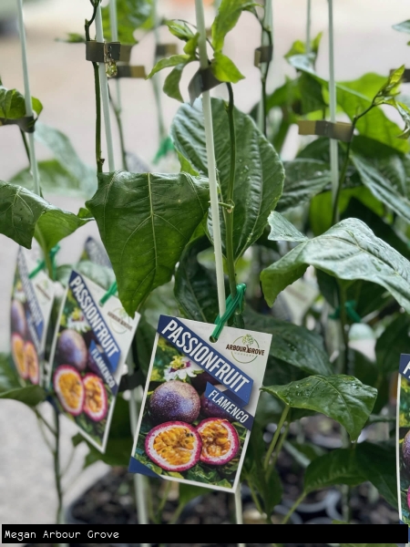 Flamenco Passionfruit vines staked and ready for sale
